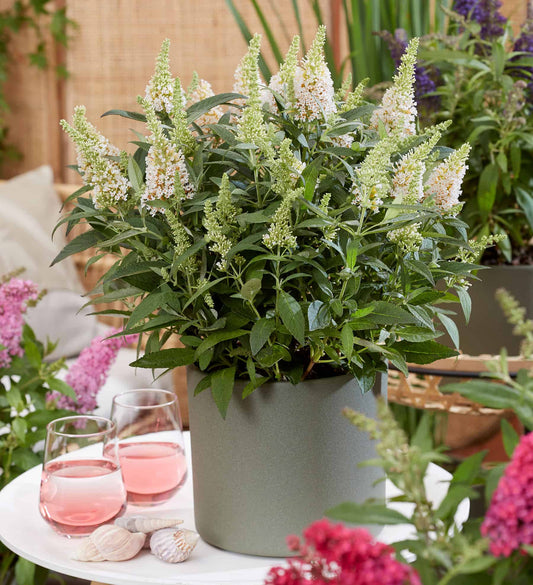 Butterfly Candy™ 'Lil Coconut™ (Buddleia Butterfly Candy™ Lil' Coconut™)