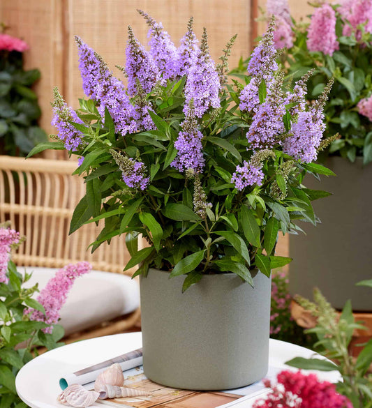 Butterfly Candy™ 'Lil Lavender'™ (Buddleia davidii 'Butterfly Candy')