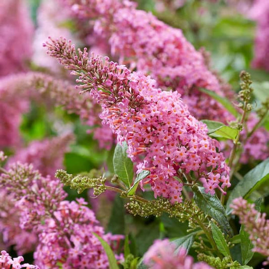Butterfly Candy Lil' Taffy (Buddleia d. Butterfly Candy 'Lil' Taffy)