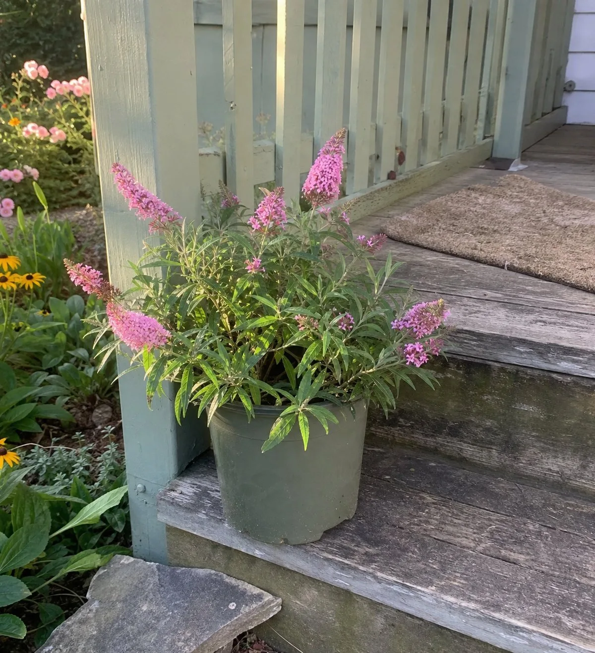 Butterfly Candy Lil' Taffy (Buddleia d. Butterfly Candy 'Lil' Taffy)