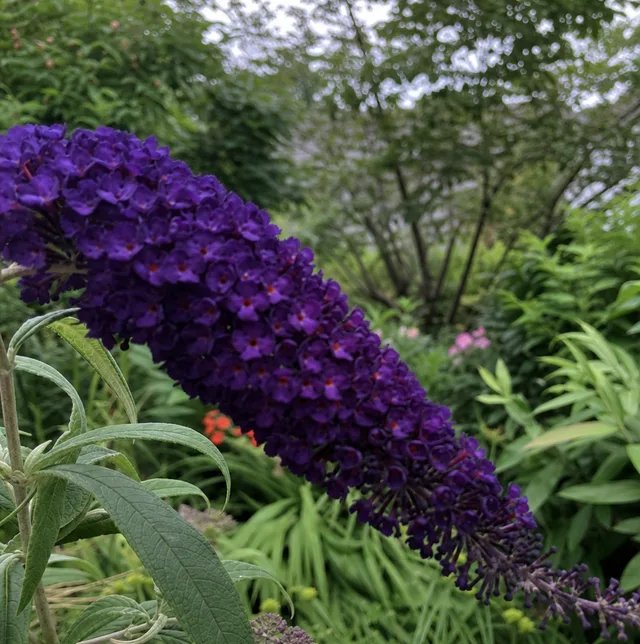 Black Knight Butterfly Bush | Buddleia davidii 'Black Knight'