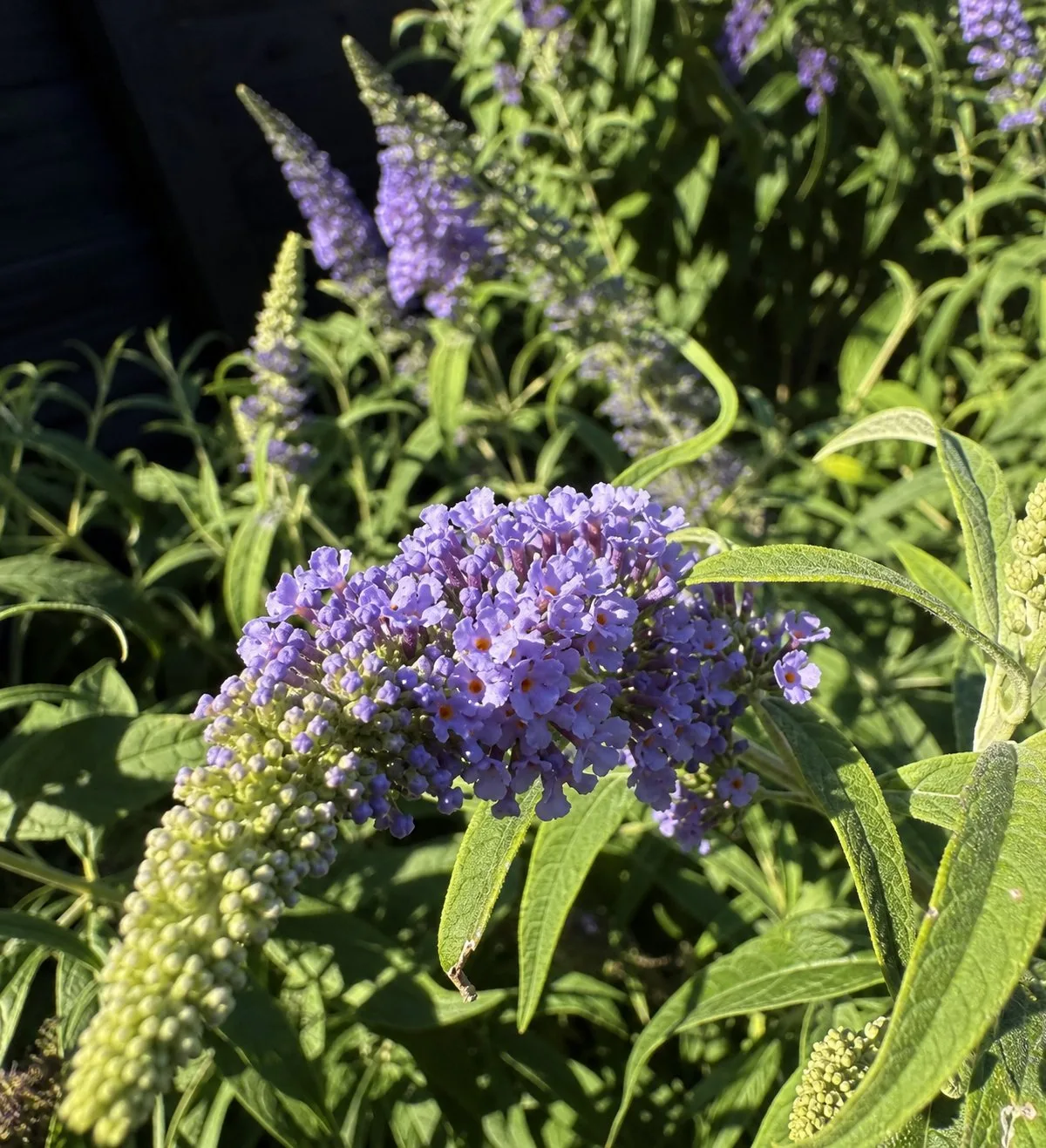 Butterfly Candy™ 'Lil Lavender'™ (Buddleia davidii 'Butterfly Candy')