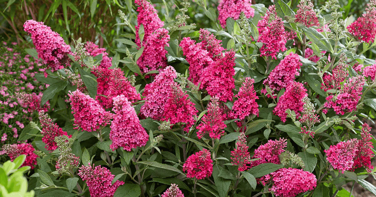 Butterfly Candy™ 'Lil Raspberry'™ (Buddleia Butterfly Candy™ Lil' Raspberry™)