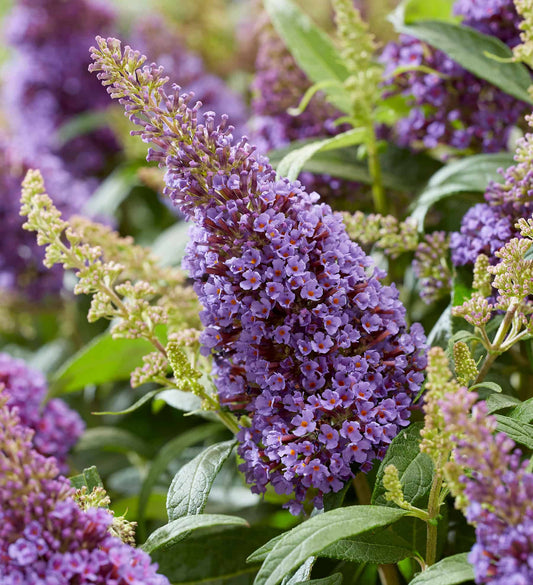 Butterfly Candy™ 'Lil Lavender'™ (Buddleia davidii 'Butterfly Candy')