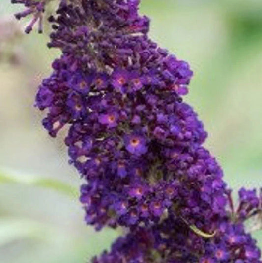 Black Knight Butterfly Bush | Buddleia davidii 'Black Knight'