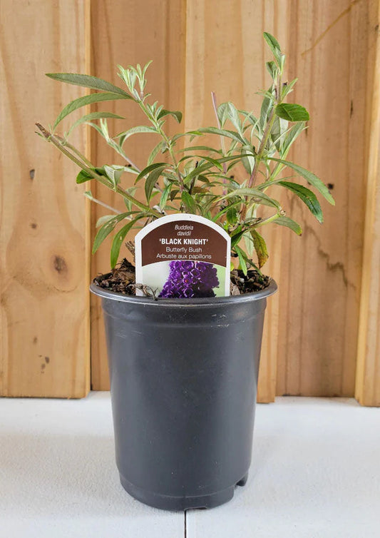 Black Knight Butterfly Bush | Buddleia davidii 'Black Knight'