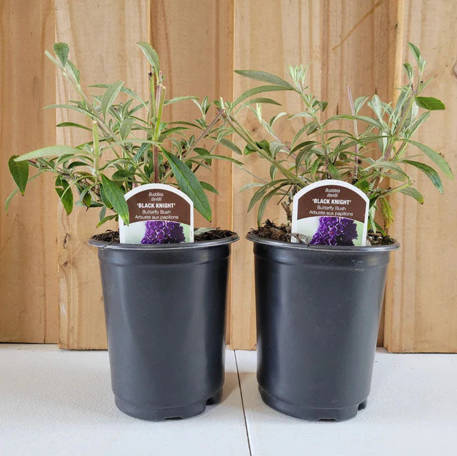 Black Knight Butterfly Bush | Buddleia davidii 'Black Knight'