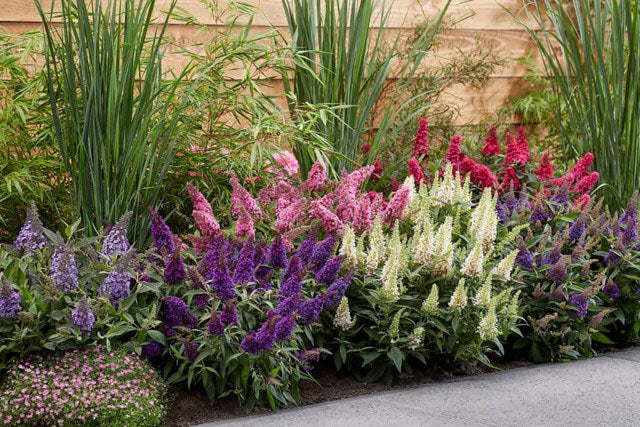 Butterfly Candy™ 'Lil Lavender'™ (Buddleia davidii 'Butterfly Candy')
