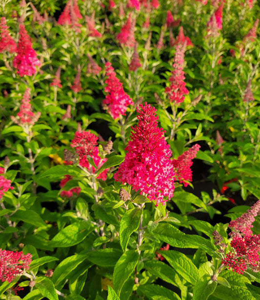 Butterfly Candy™ 'Lil Raspberry'™ (Buddleia Butterfly Candy™ Lil' Raspberry™)
